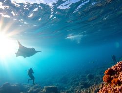 Wisata Laut Labuan Bajo: Pesona Bawah Laut yang Memukau